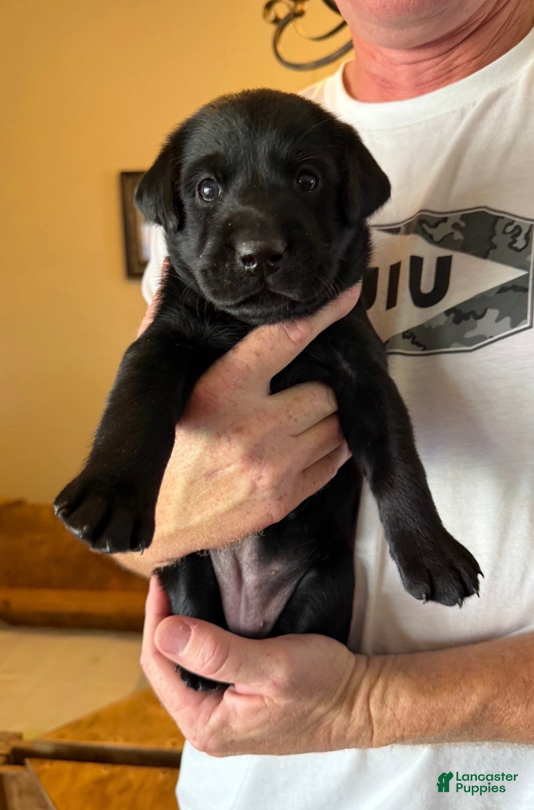 Labrador Retriever dogs Black Labrador Retriever 9 - Red Collar - Ad 1