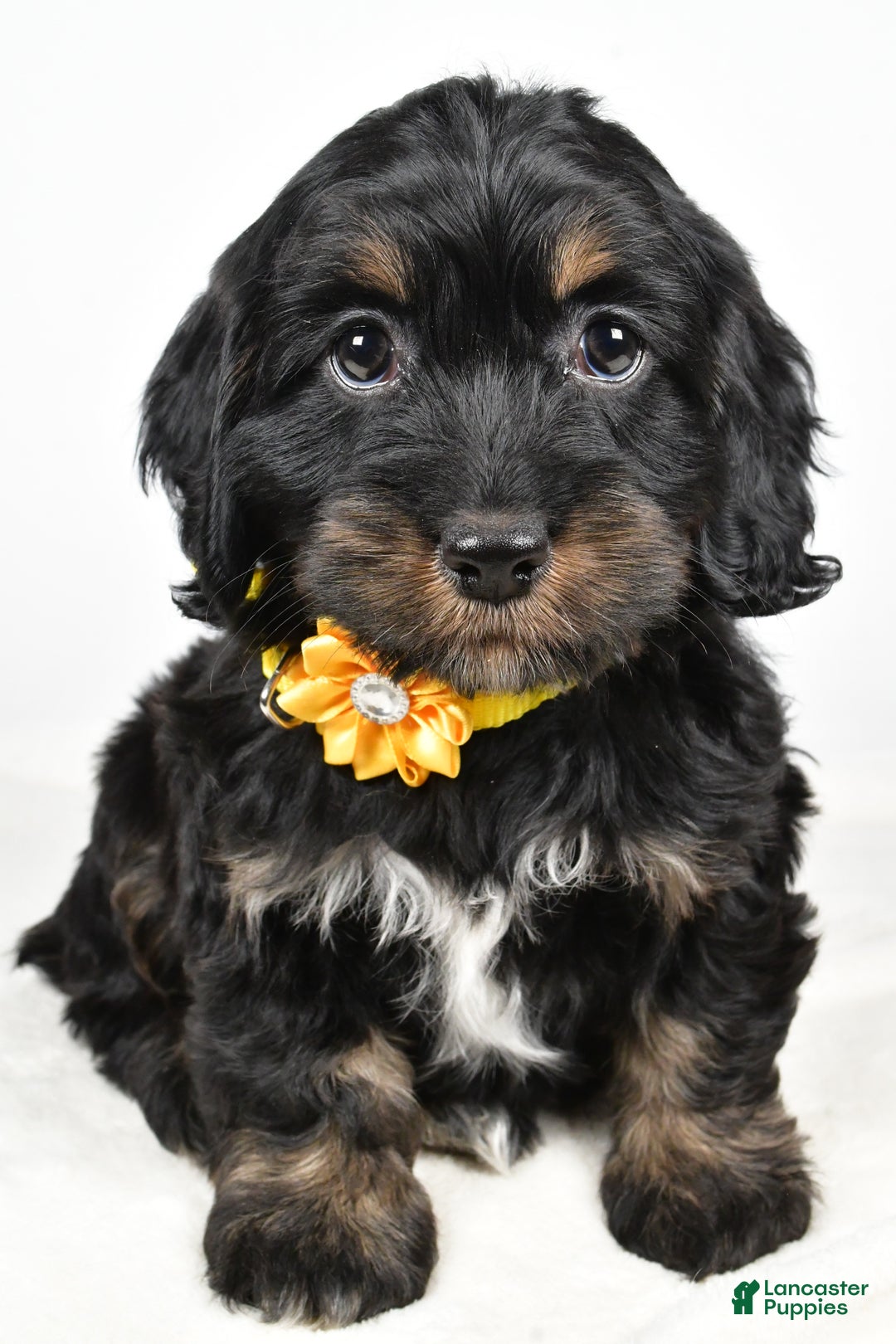 Cockapoo dogs for sale: Cupcake - Ad 5