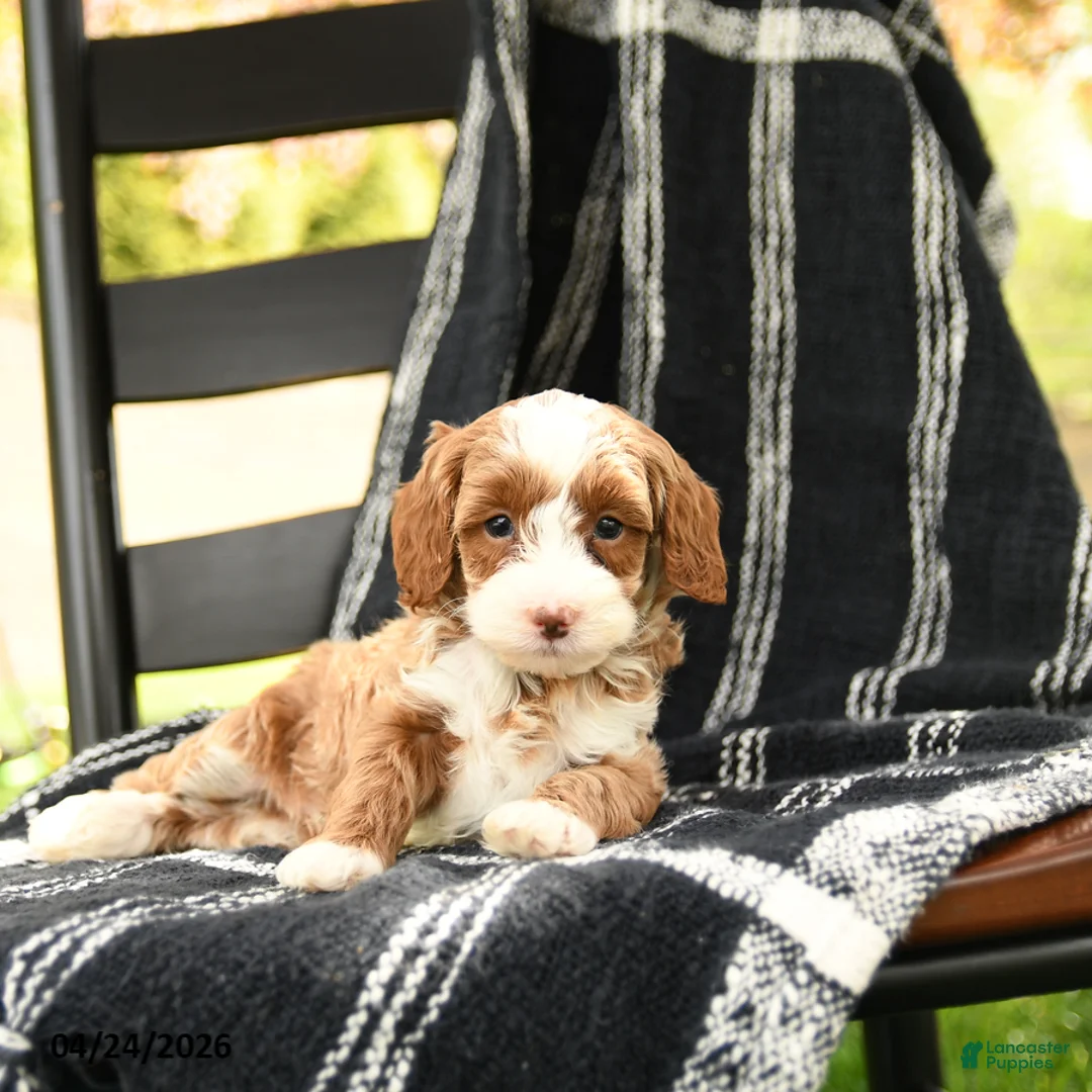 Cavapoo dogs for sale: Hunter - Ad 3