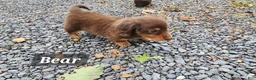 Miniature Dachshund dogs for sale: Spice - Ad 15