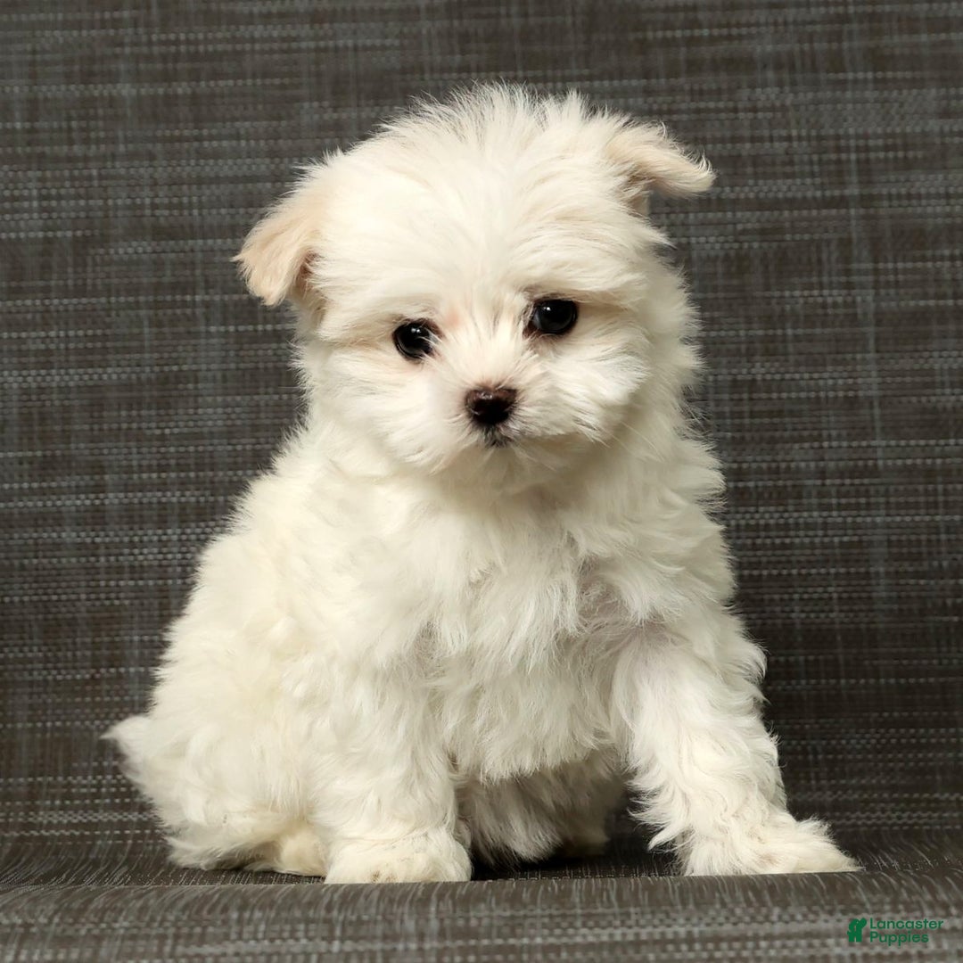 Maltese dogs for sale: Chloe - Ad 7