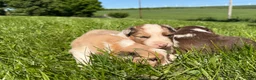 Mixed Breed dogs for sale: Mixed Breed 2 - Ad 5