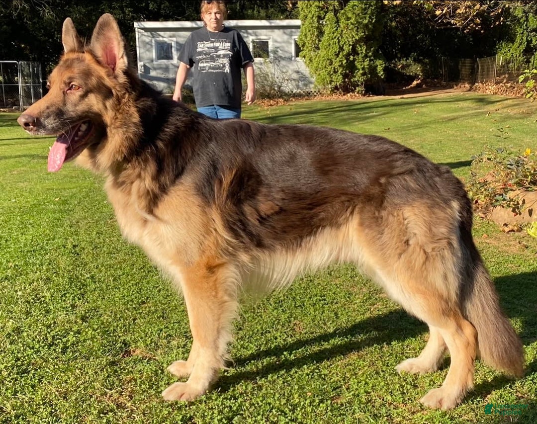German Shepherd dogs for stud: Rafiki Von Moyer Haus - Ad 6