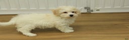 Bichpoo dogs for sale: Ruth - Ad 2