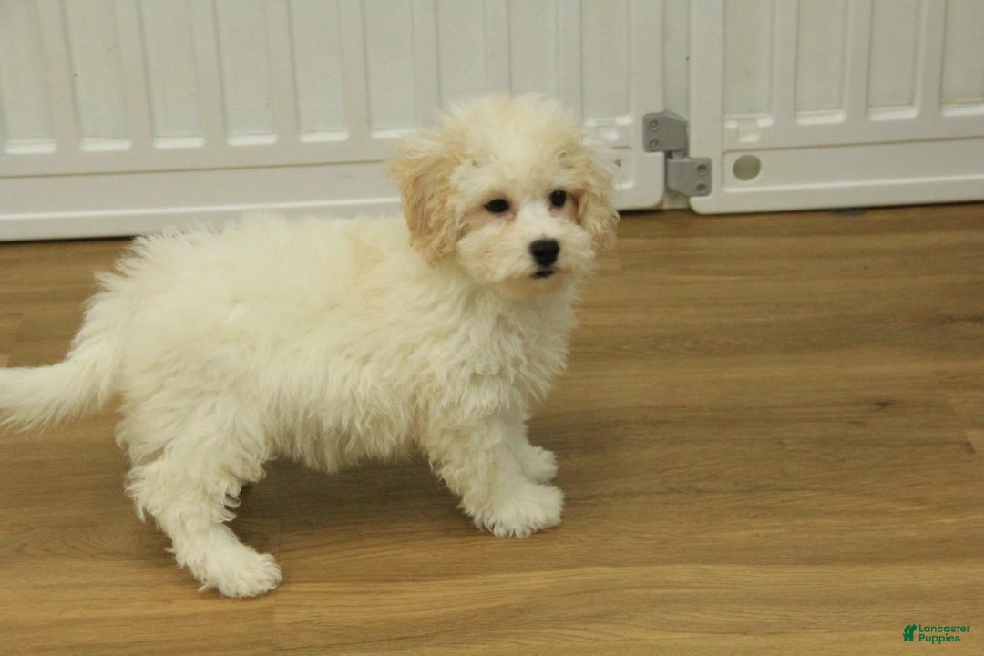 Bichpoo dogs for sale: Ruth - Ad 2
