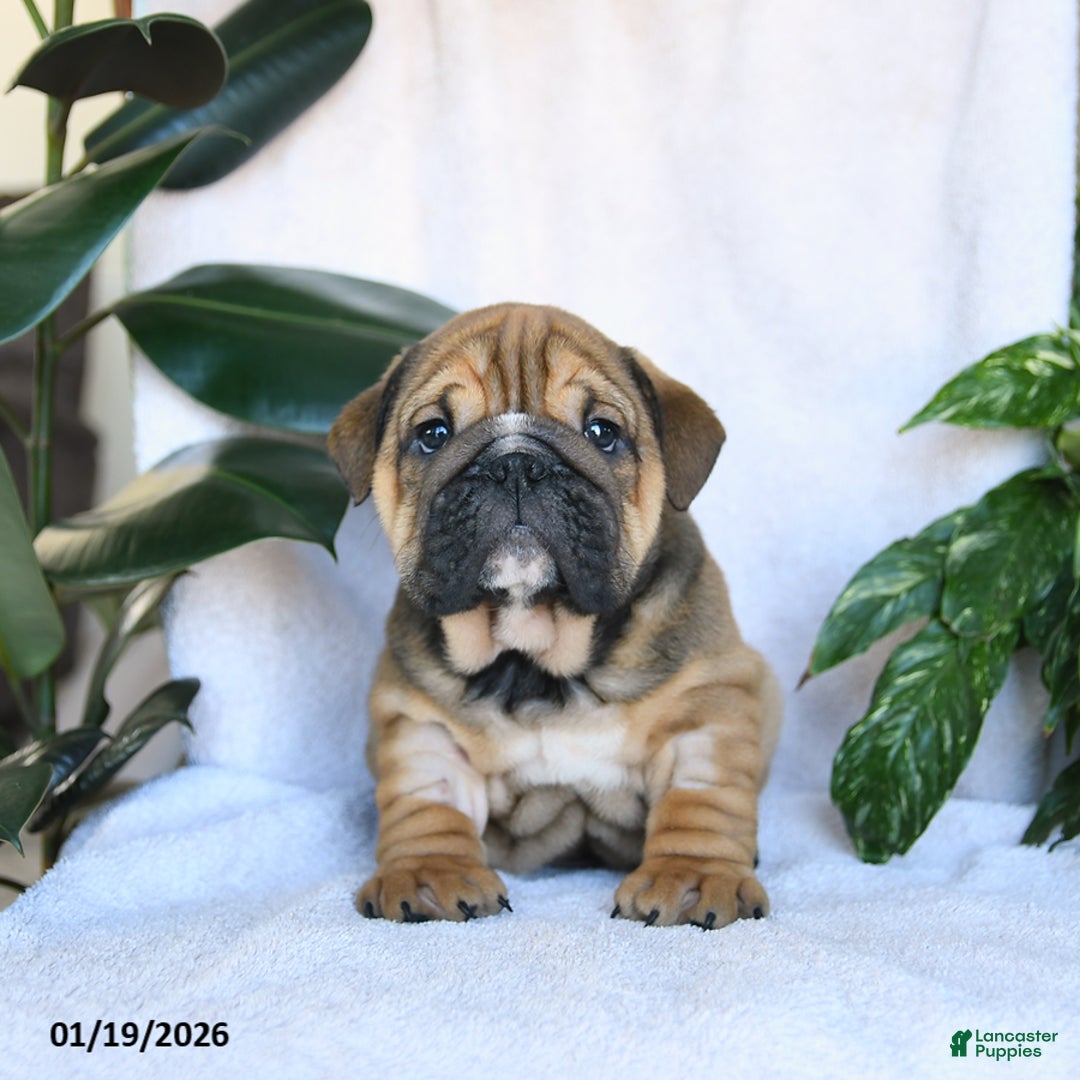 English Bulldog dogs for sale: Charmer - Ad 3