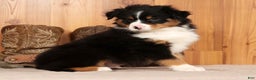 Australian Shepherd dogs for sale: Trooper - Ad 3