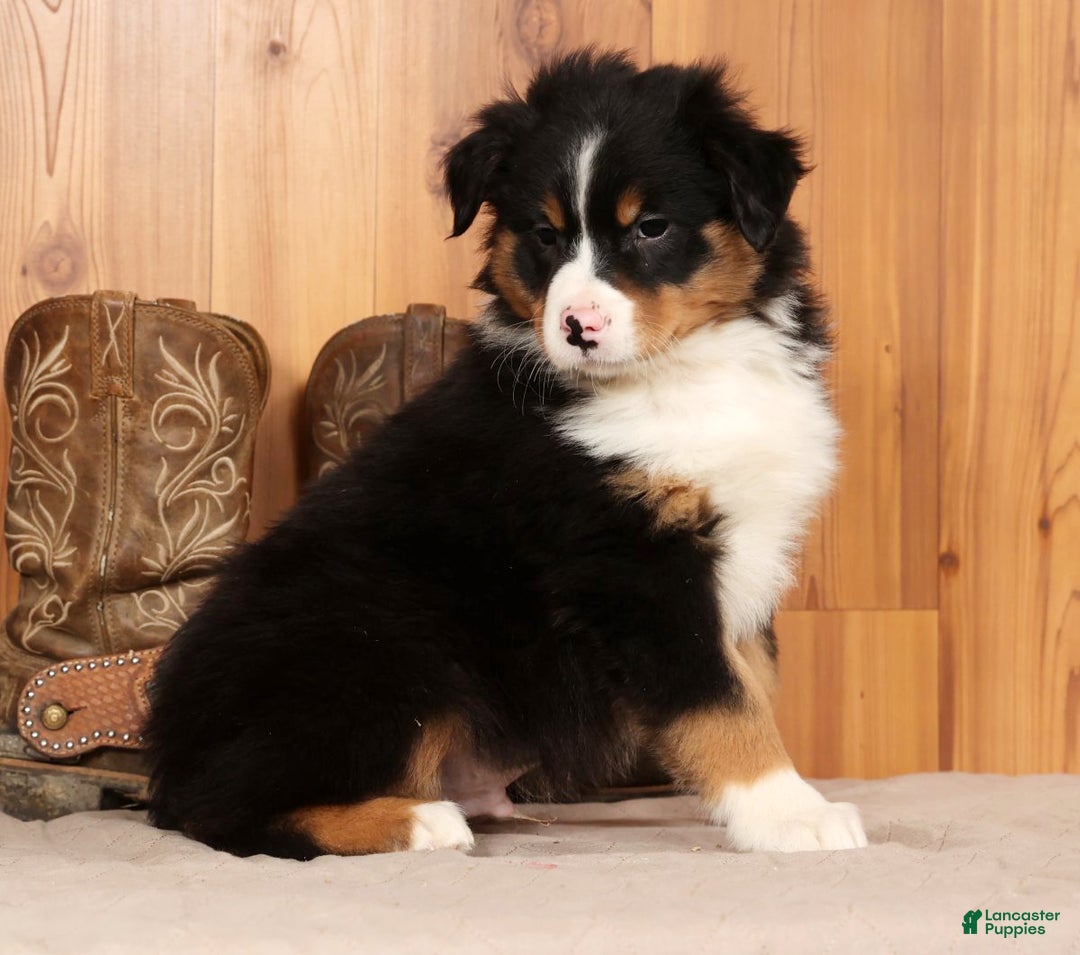 Australian Shepherd dogs for sale: Trooper - Ad 3