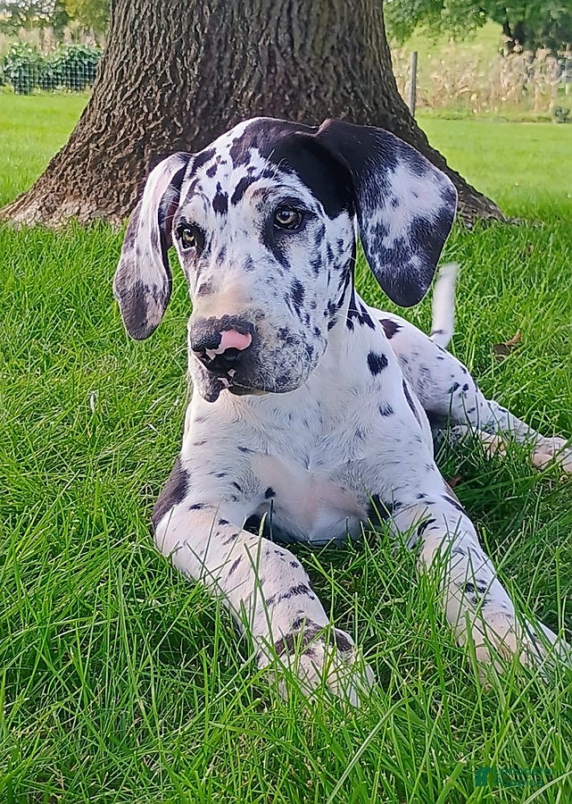 Great Dane dogs Taylor - Ad 2
