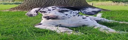 Great Dane dogs for sale: Taylor - Ad 2