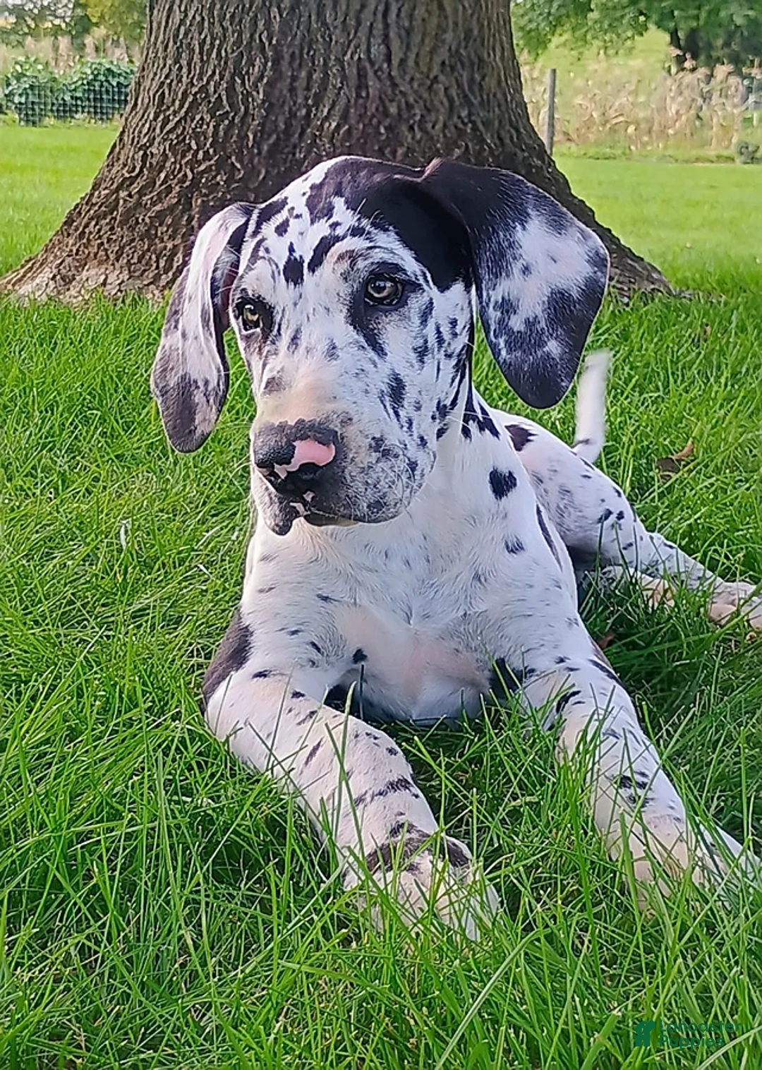 Great Dane dogs for sale: Taylor - Ad 2