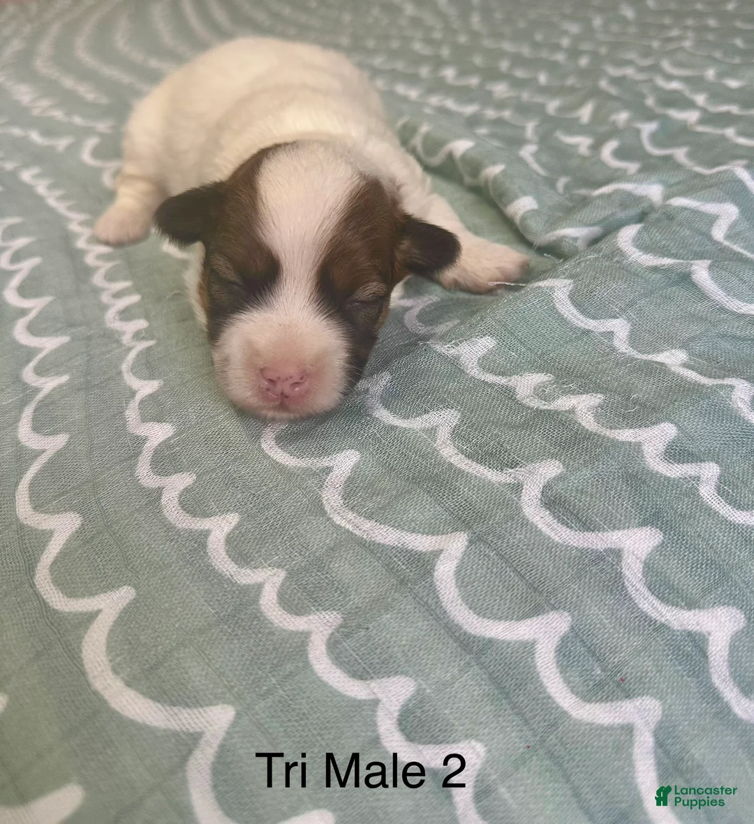 Coton De Tulear dogs for sale: Coton De Tulear Puppy 3 - Ad 2