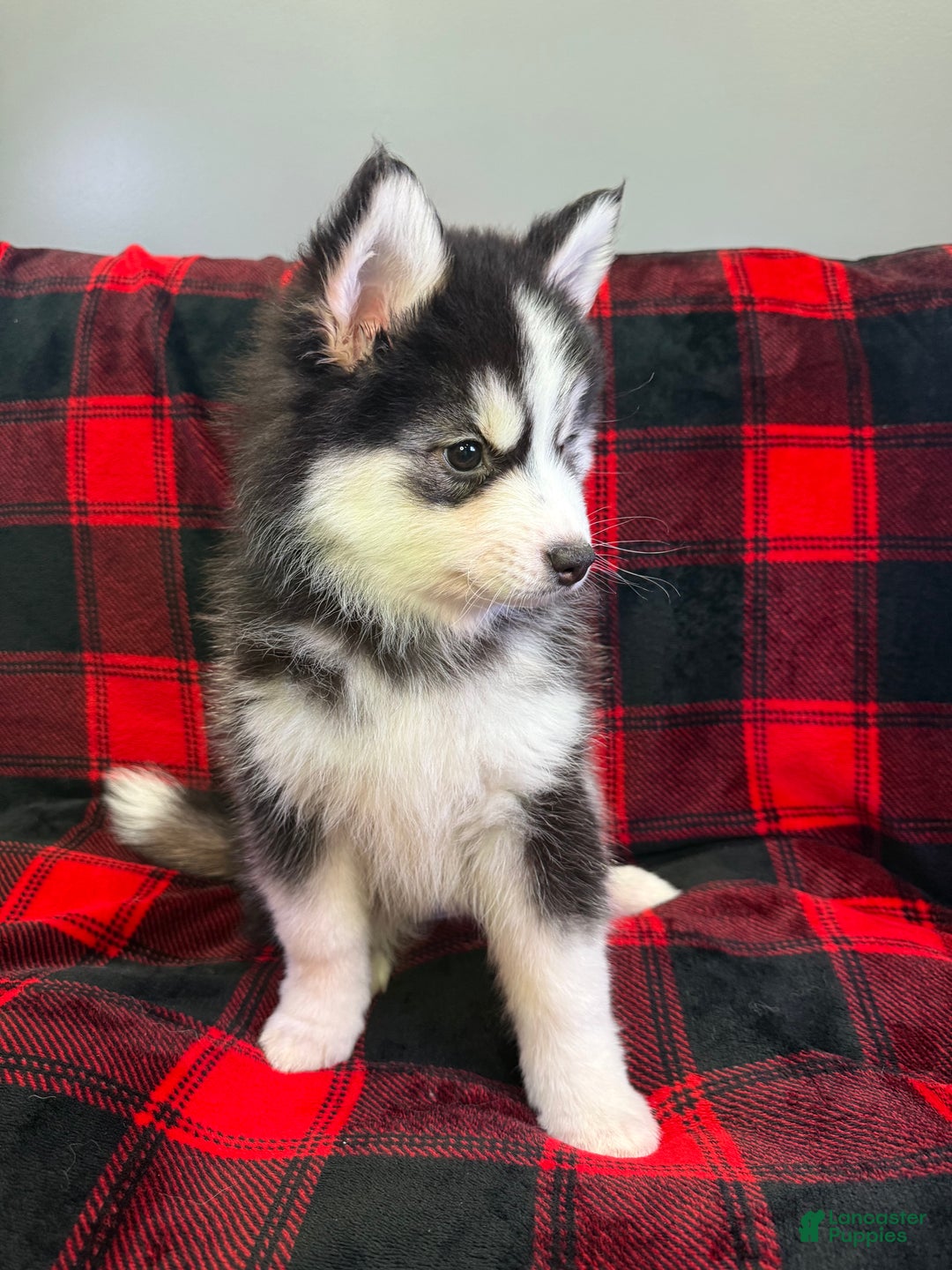 Pomsky dogs for sale: Astro - Ad 4