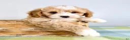Bernedoodle dogs for sale: Woody - Ad 3