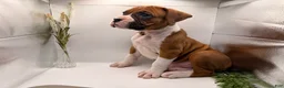 Boxer dogs for sale: Champ  - Ad 5