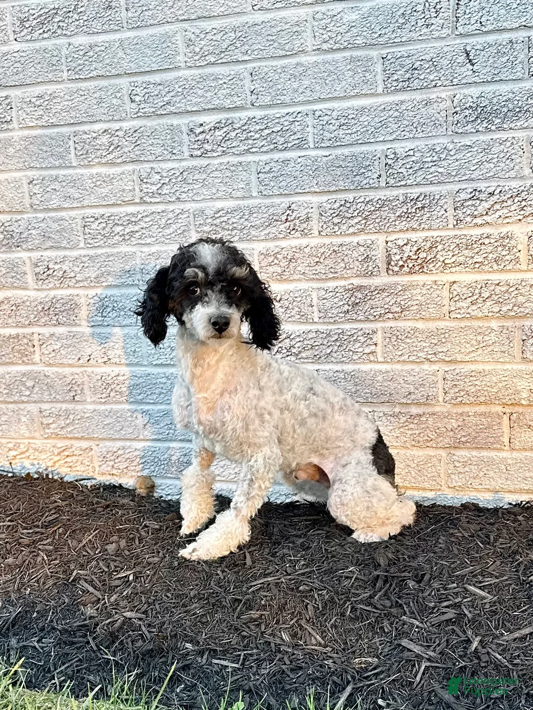 Mini Goldendoodle dogs for sale: Oscar - Ad 7