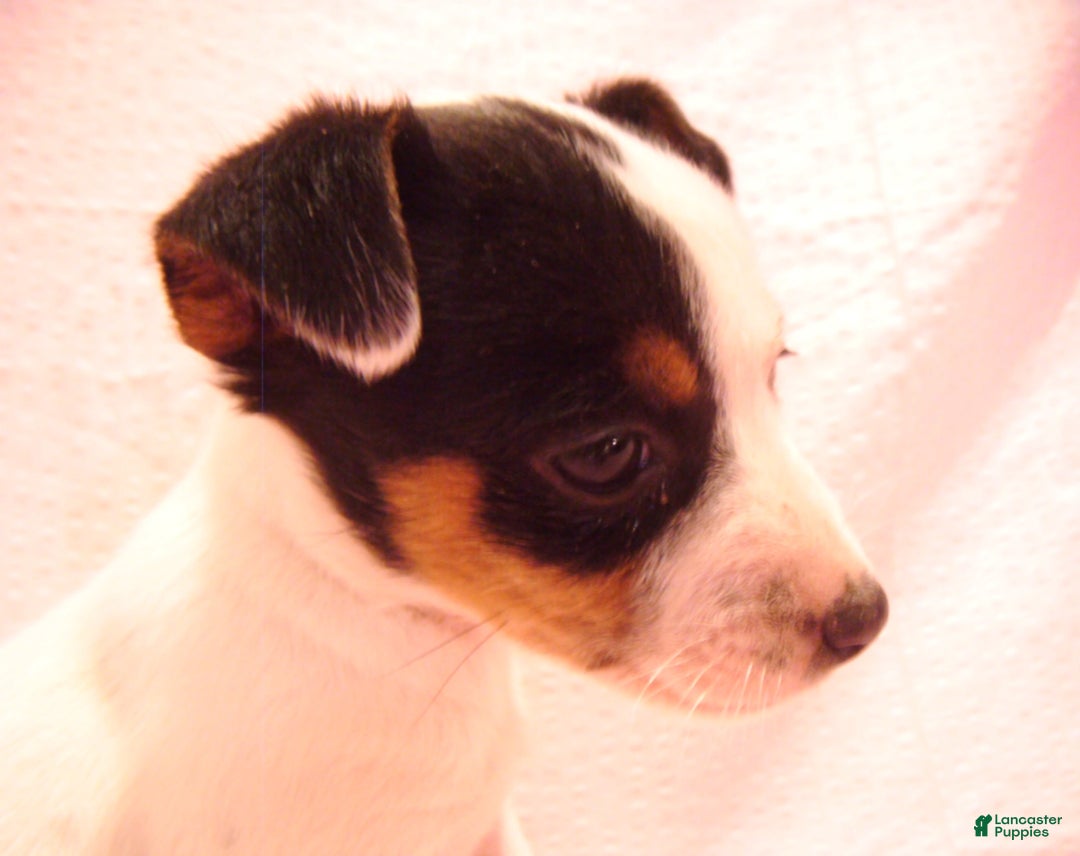 Jack Russell Terrier dogs for sale: Bramble - Ad 4