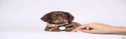 Miniature Dachshund dogs for sale: Jick - Ad 1
