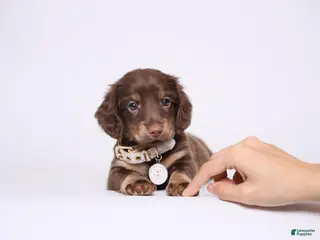 Miniature Dachshund dogs Jick - Ad 8