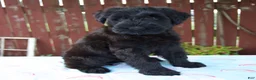 Giant Schnauzer dogs for sale: Lorraine - Ad 7