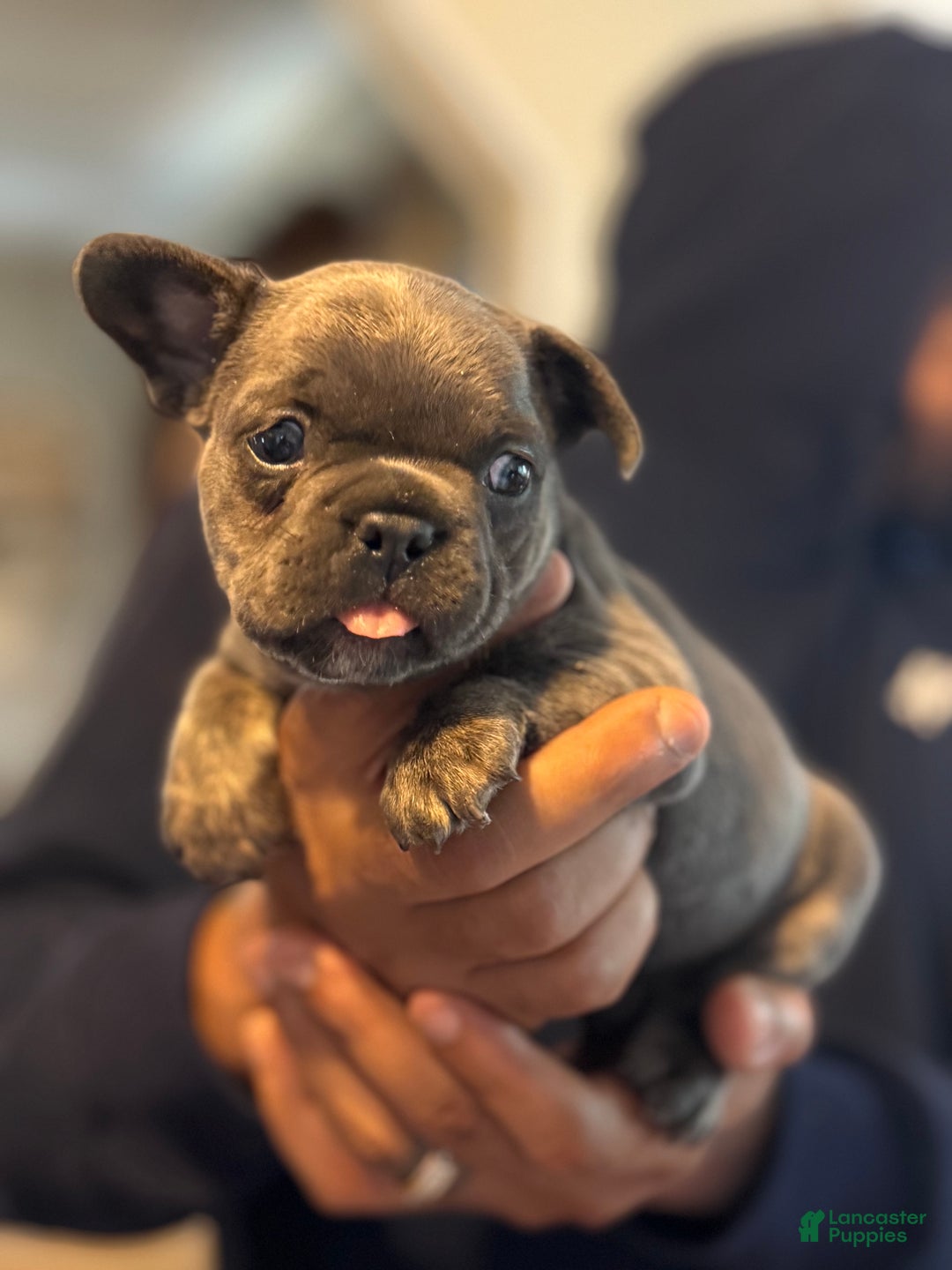 French Bulldog dogs for sale: French Bulldog Puppy 1 - Ad 2