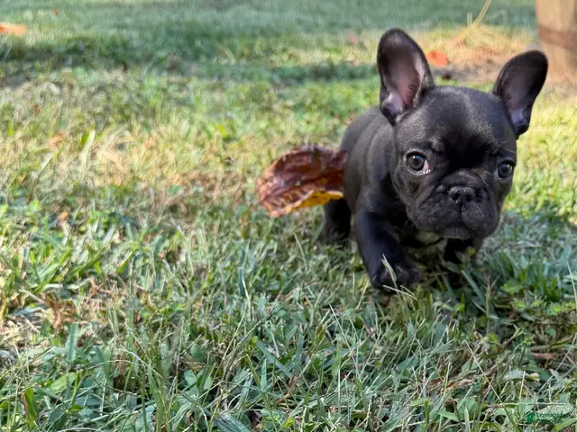 French Bulldog dogs for sale: Black Male - Champion Bloodline - Ad 15