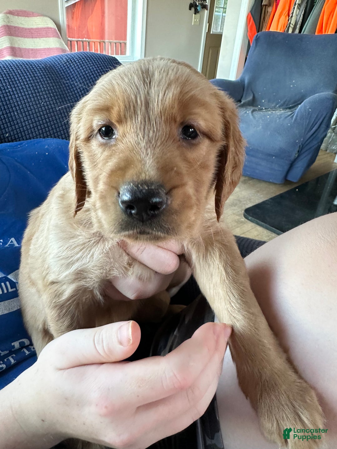 Mixed Breed dogs for sale: Mixed Breed Puppy 3 - Ad 1