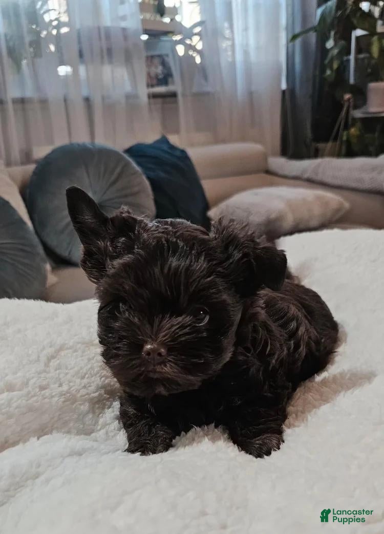 Yorkshire Terrier dogs Brownie - Ad 33