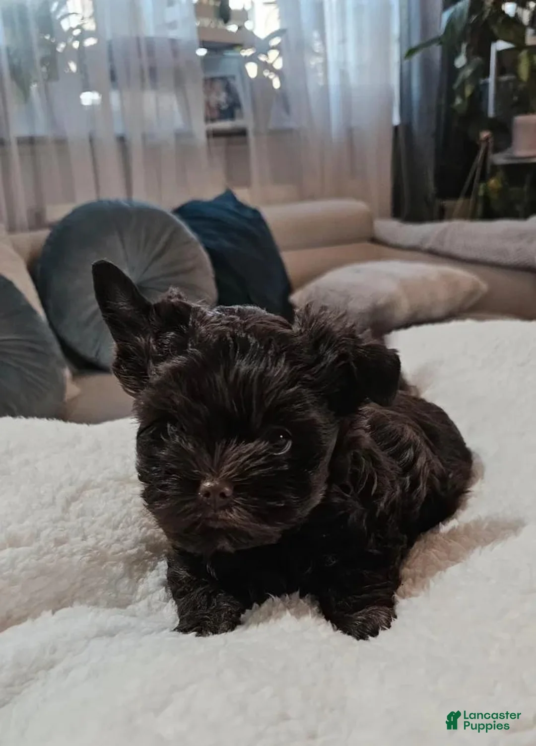 Yorkshire Terrier dogs for sale: Brownie - Ad 1