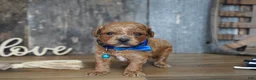 Cavapoo dogs for sale: Luke - Ad 2
