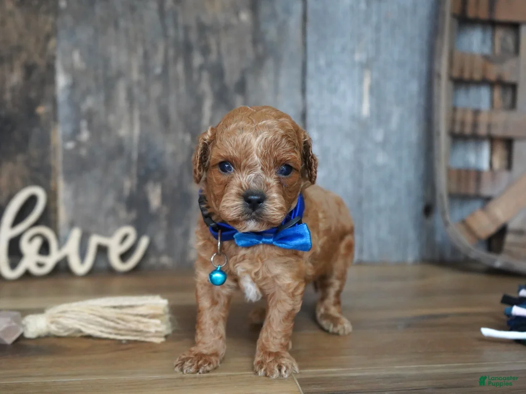 Cavapoo dogs for sale: Luke - Ad 2