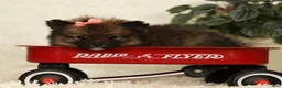 Pomeranian dogs for sale: Toffee - Ad 3