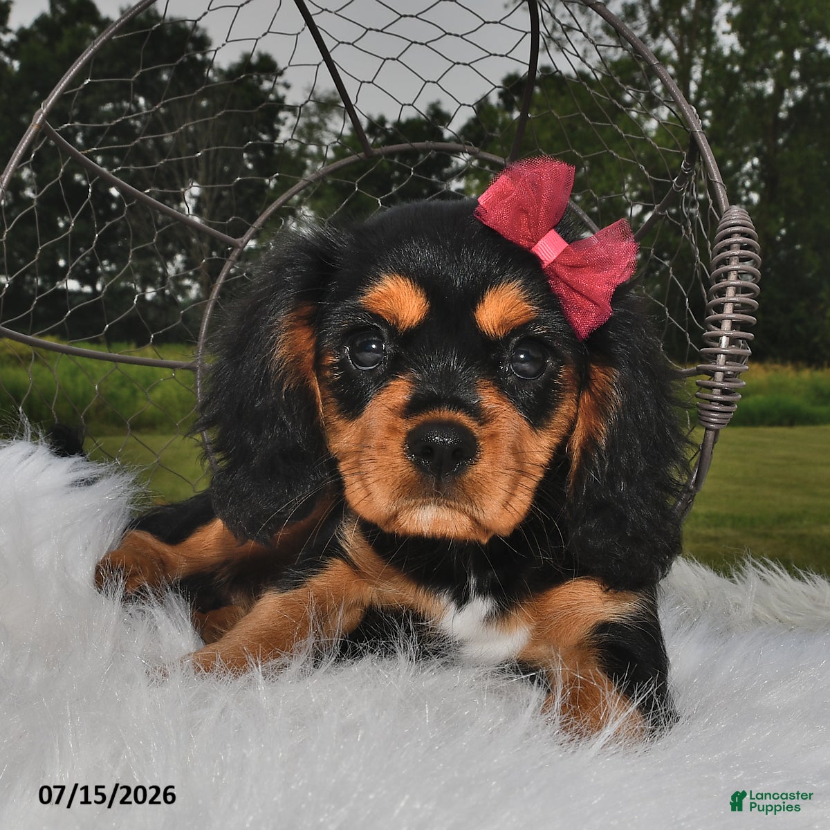 Beaglier dogs Candy - Ad 2