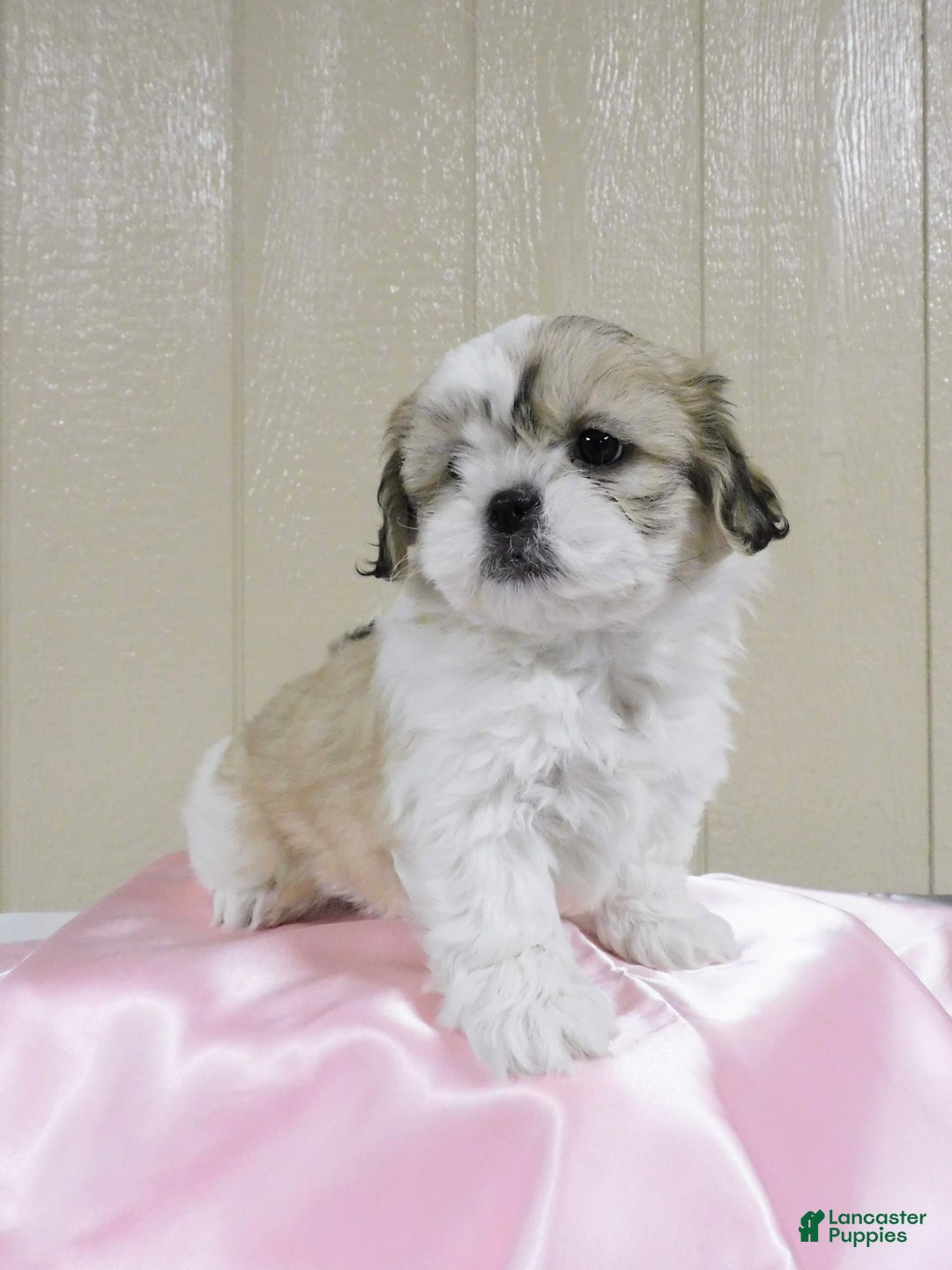 Gallery Image {{count}}