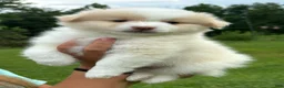 Pomsky dogs for sale: Pomsky 2 - Ad 5