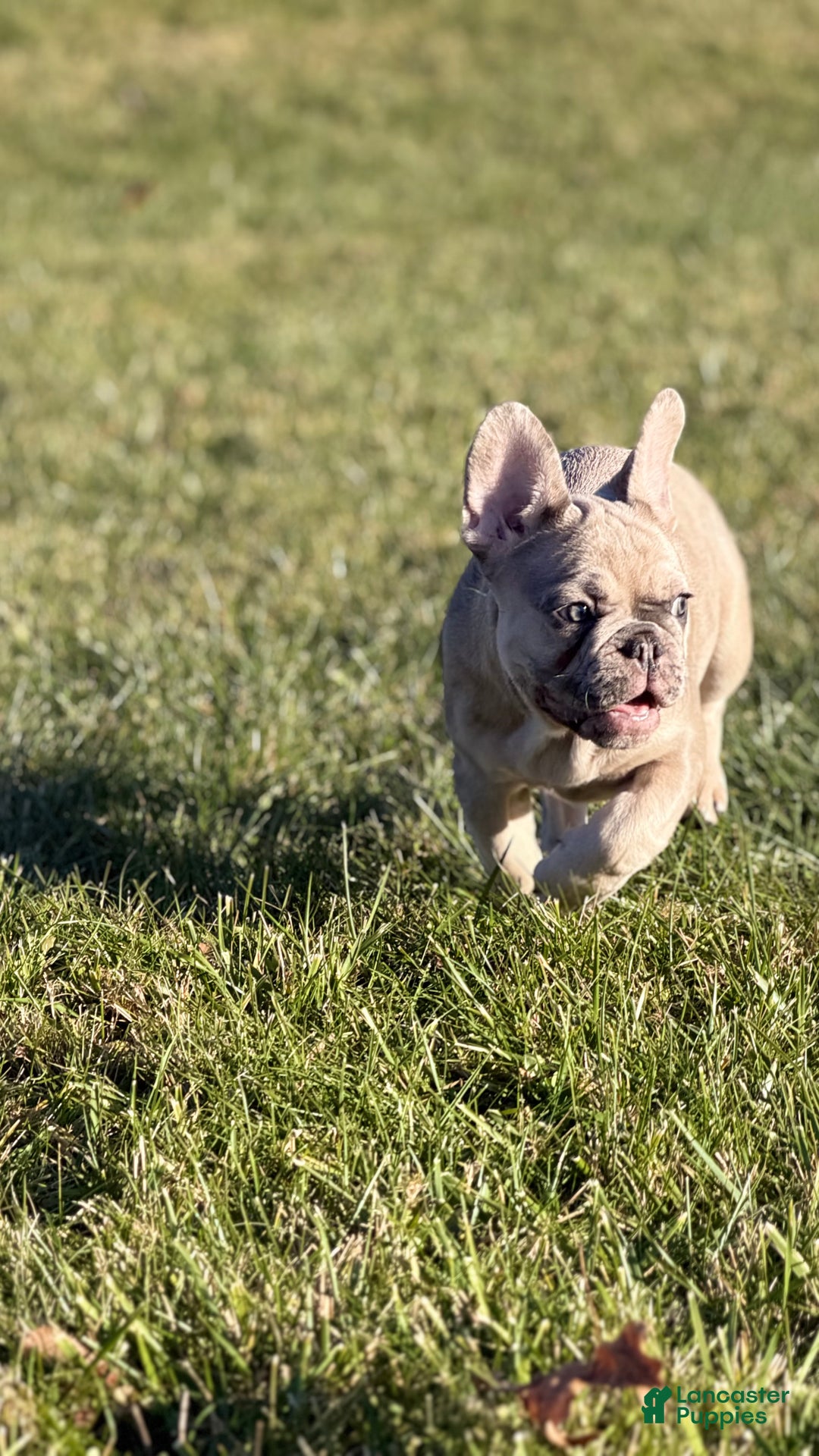 French Bulldog dogs for sale: French Bulldog Puppy 2 - Ad 4