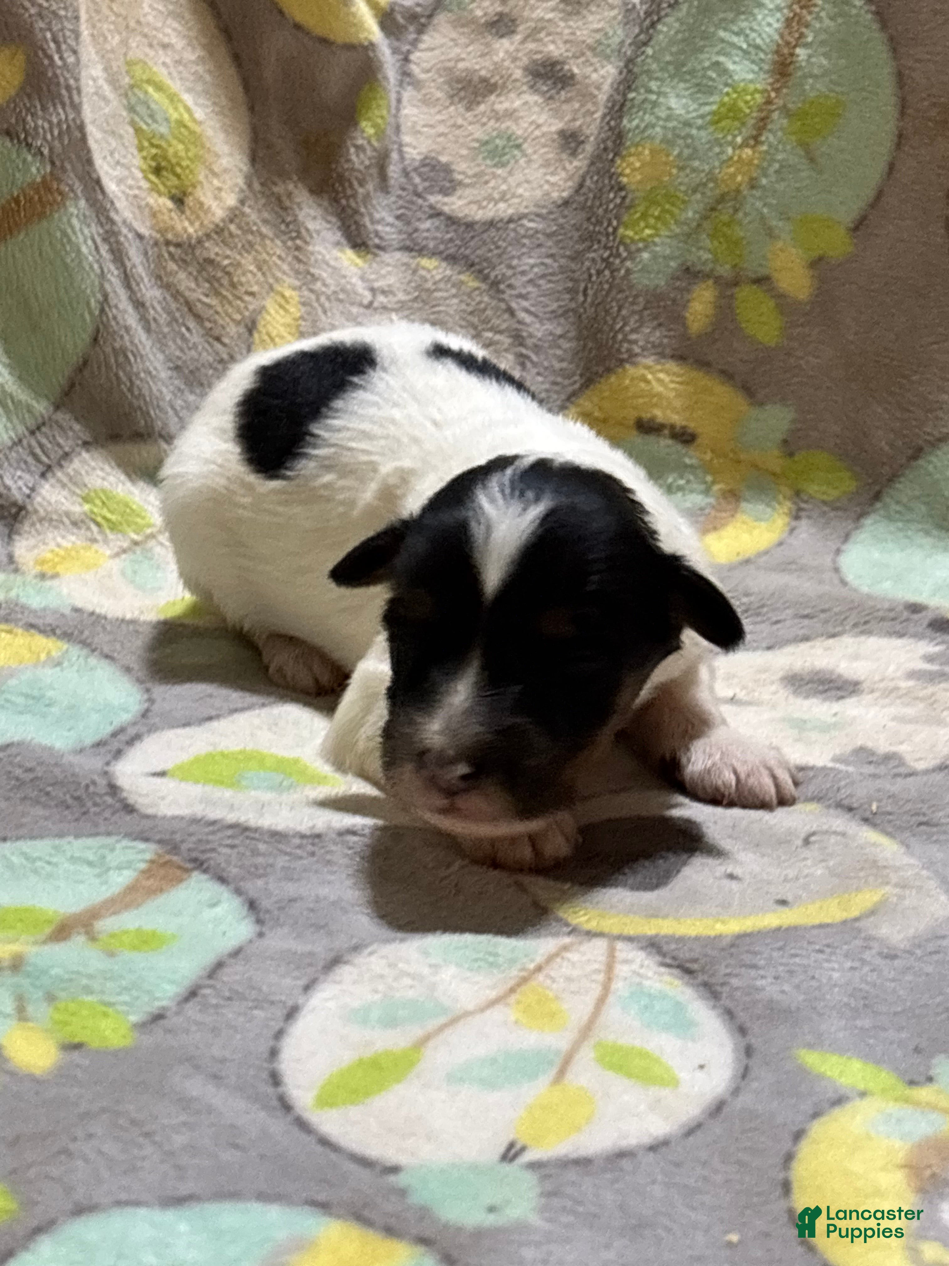 Mini Aussiedoodle dogs Jelly bean - Ad 1
