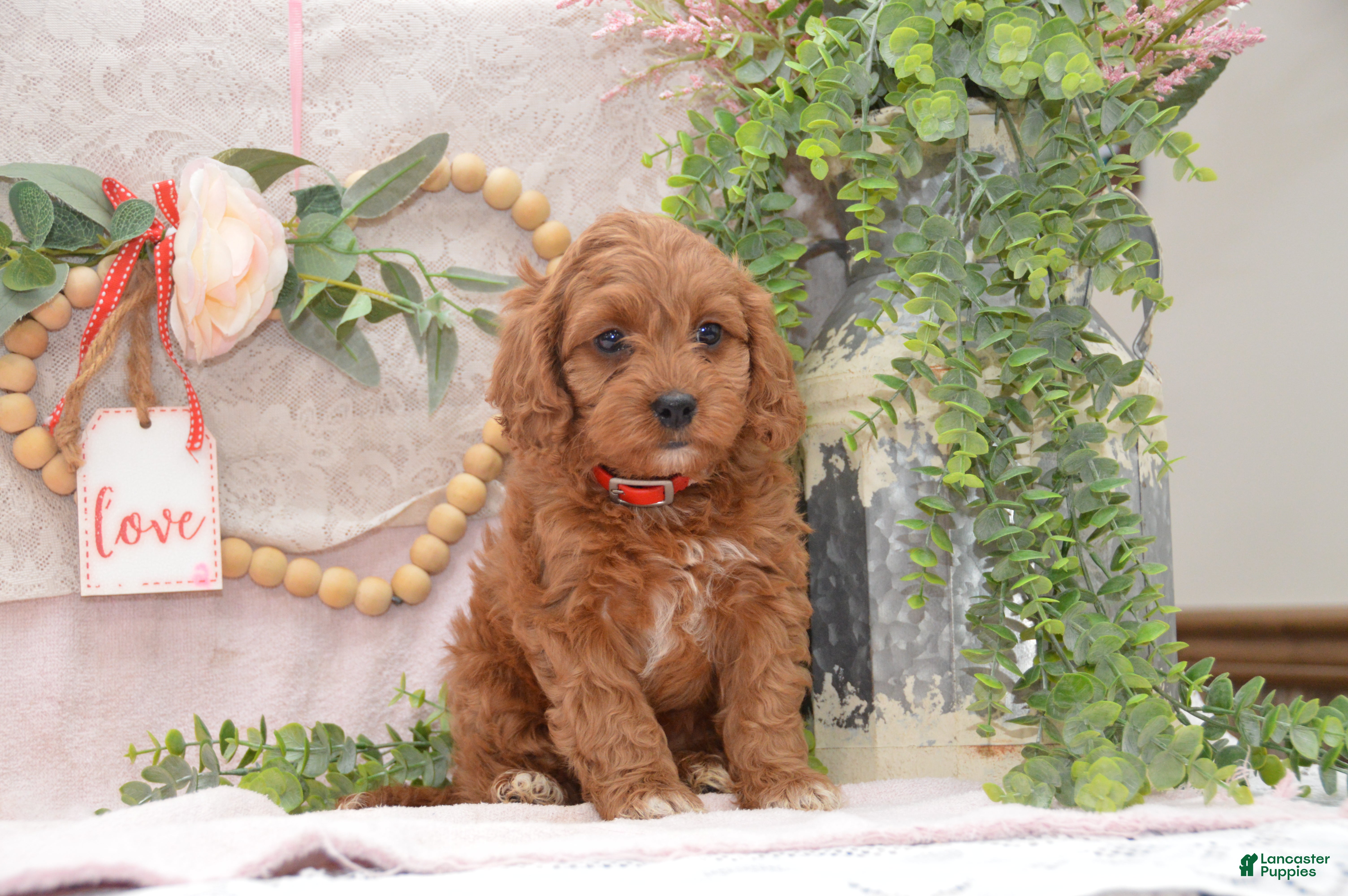 Cavapoo dogs Jude - Ad 12