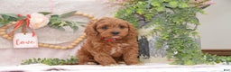 Cavapoo dogs for sale: Jude - Ad 1