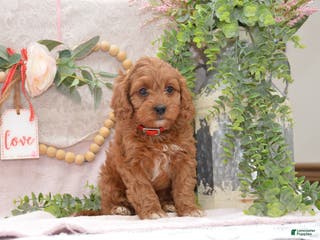 Cavapoo dogs Jude - Ad 21