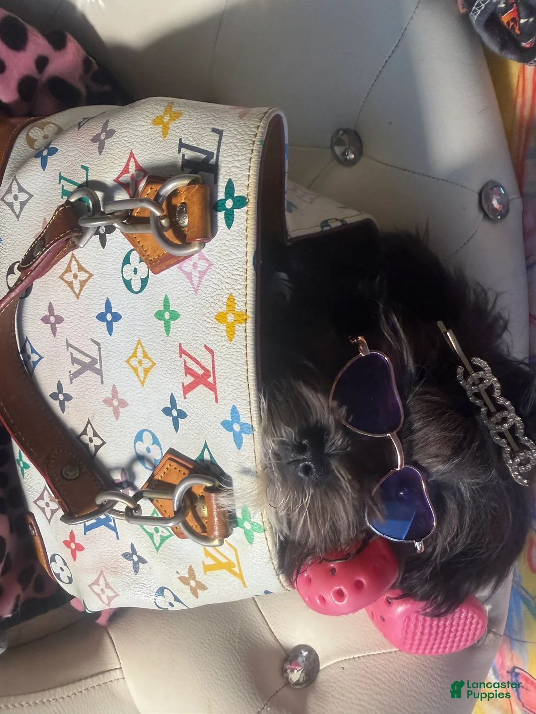 Maltipoo dogs for sale: Orianna  - Ad 2