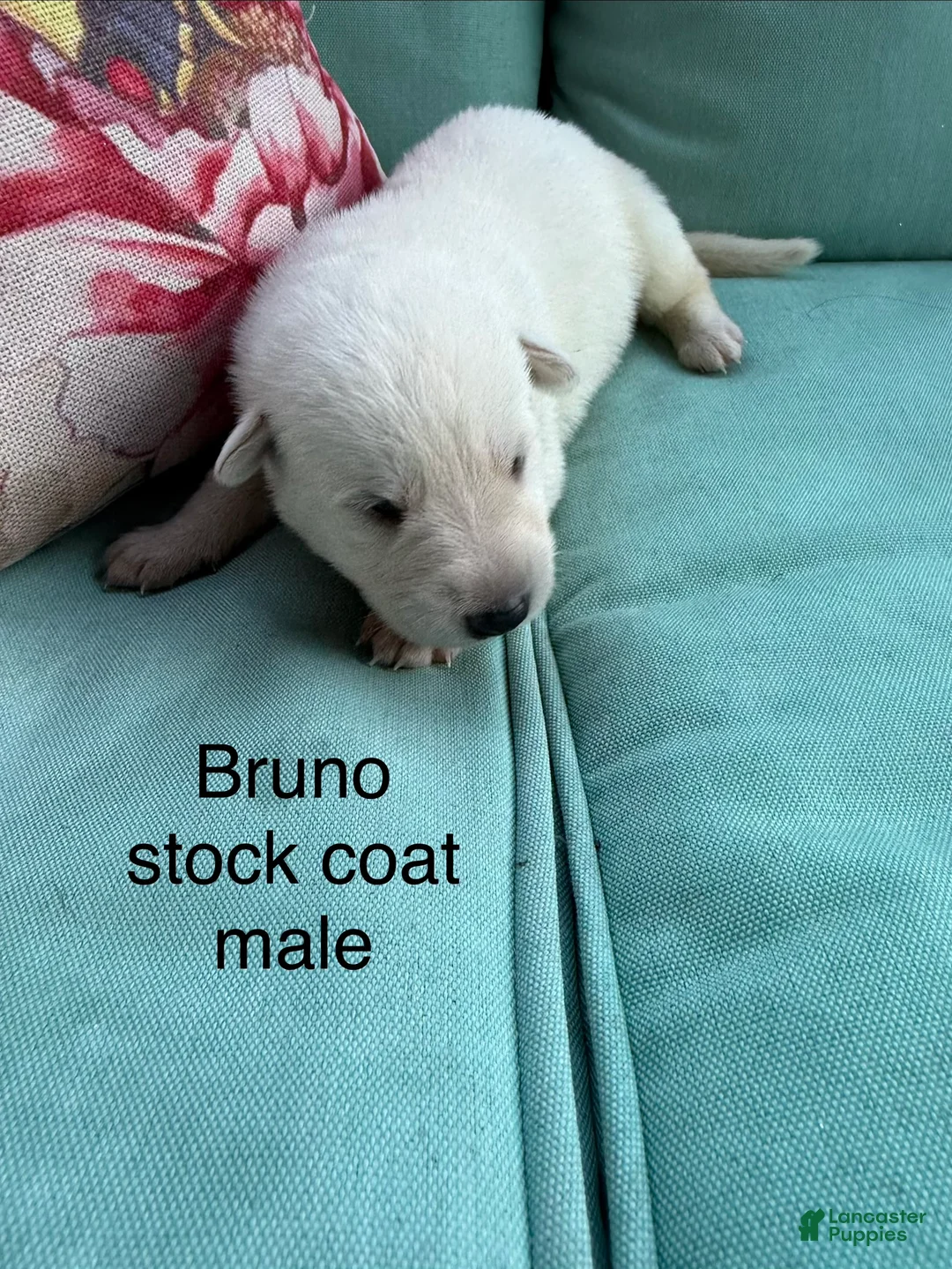 German Shepherd dogs for sale: German Shepherd 1 - Ad 1