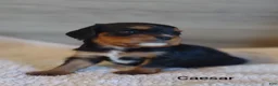 King Charles Spaniel dogs for sale: King Charles Spaniel 1 Caesar - Ad 11