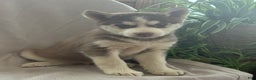 Siberian Husky dogs for sale: Leo - Ad 6