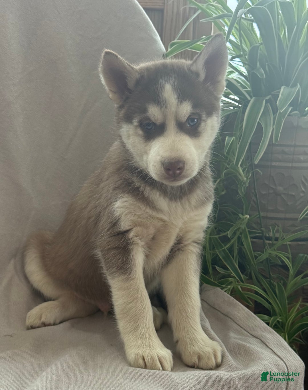 Siberian Husky dogs for sale: Leo - Ad 6