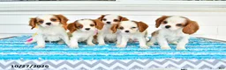 Cavalier King Charles Spaniel dogs for sale: Romeo - Ad 5