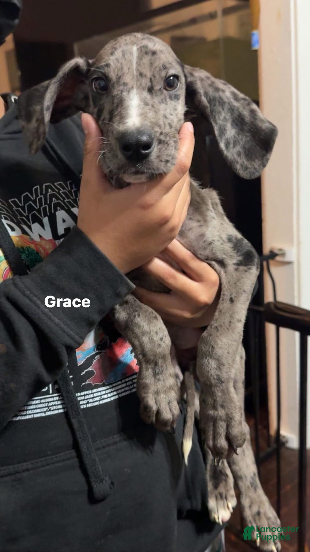Great Dane dogs for sale: Maximus  - Ad 9