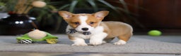 Welsh Corgi Pembroke dogs for sale: Husky - Ad 2