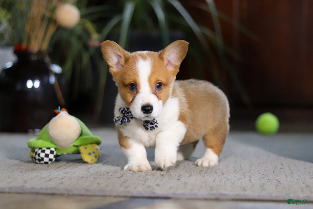 Welsh Corgi Pembroke dogs for sale: Husky - Ad 2