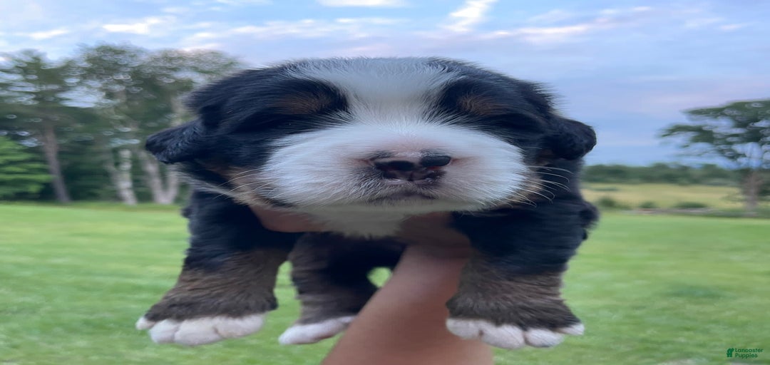 Gallery Image {{count}}